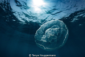 Celestial
A moon jelly in the waters off of Key West, Fl... by Tanya Houppermans 